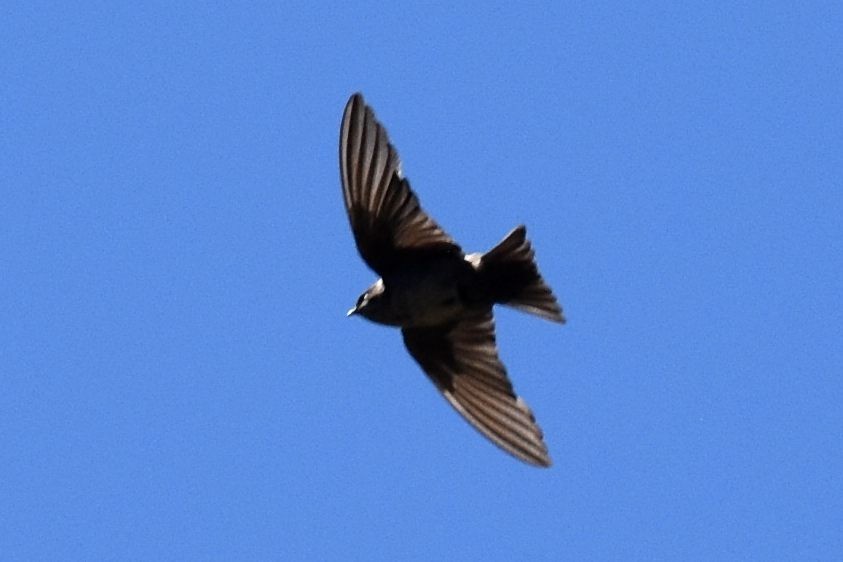Brown-bellied Swallow - Nick Moore