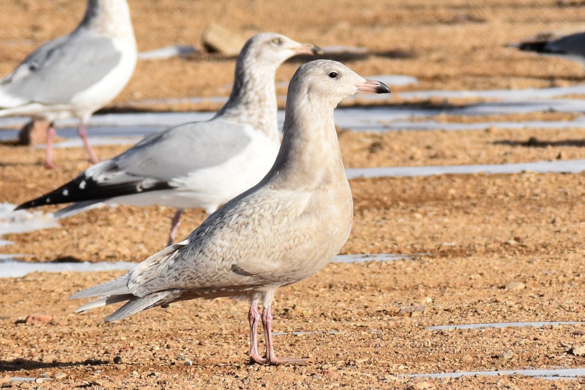 Glaucous Gull - Nick Moore