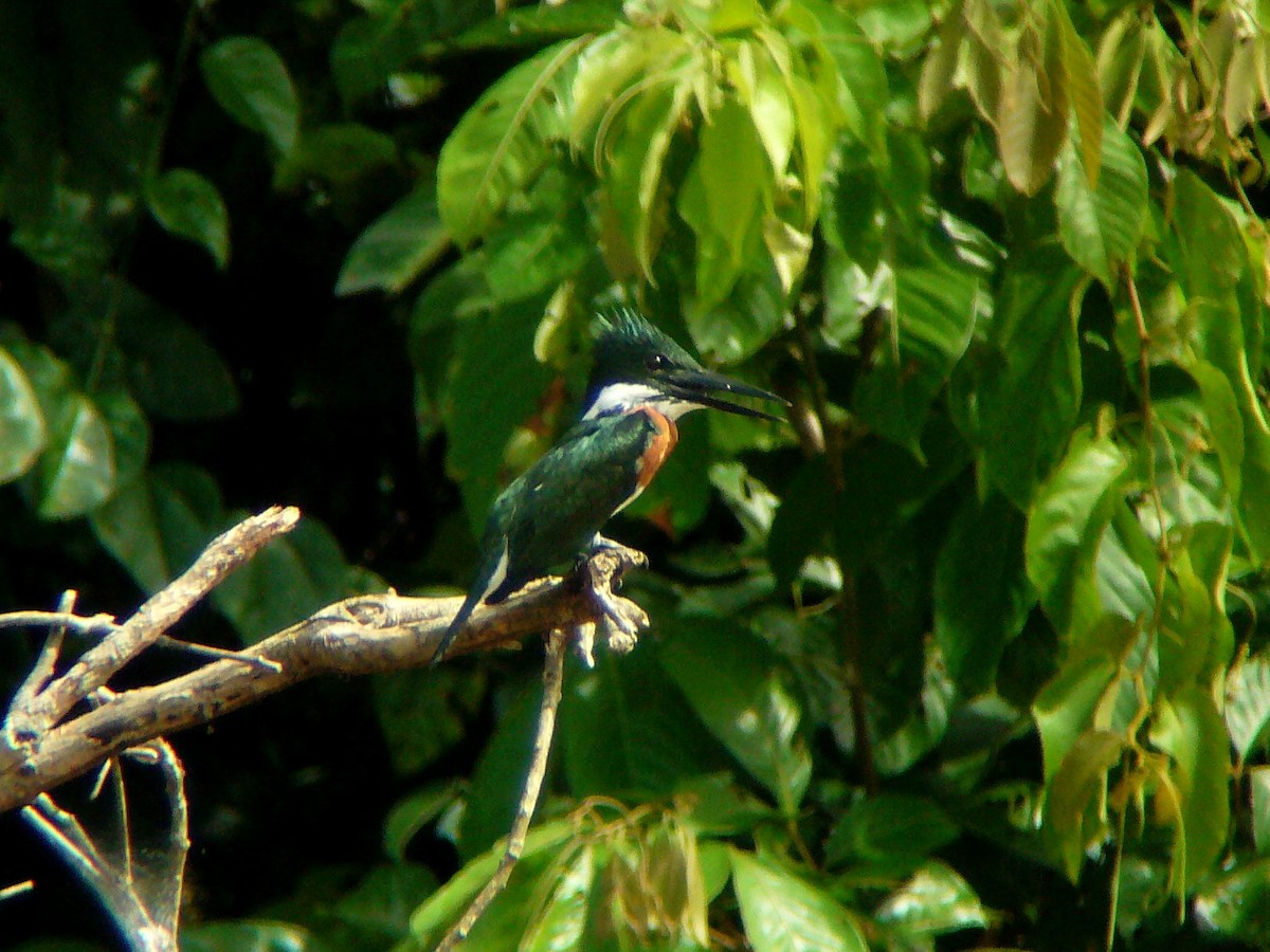 Amazon Kingfisher - Paul Suchanek