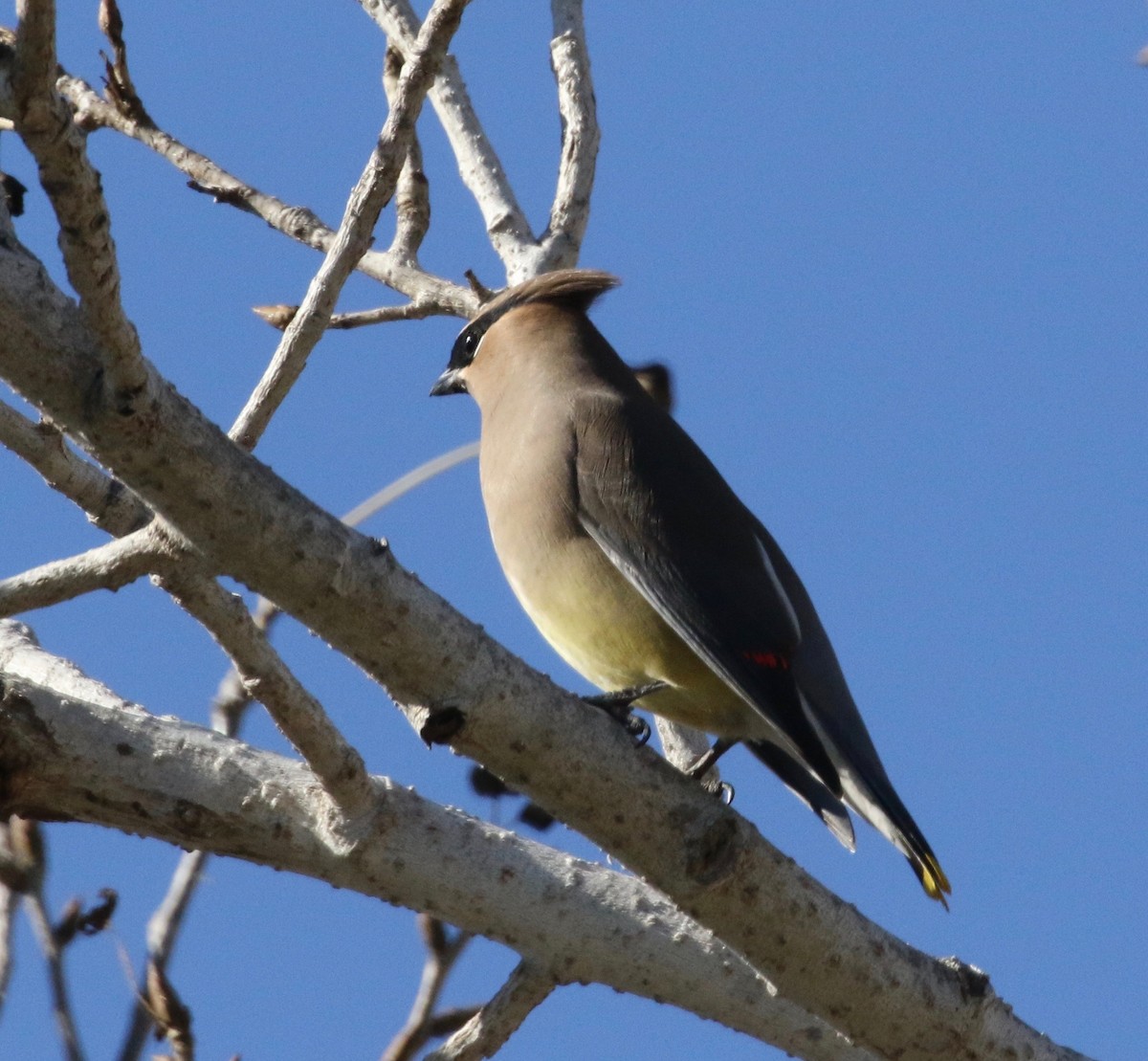 Cedar Waxwing - Millie and Peter Thomas