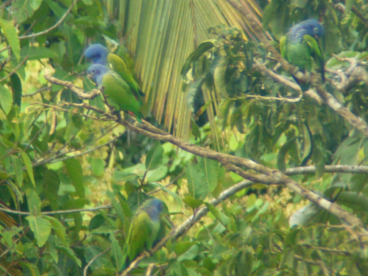 Blue-headed Parrot - ML133117411