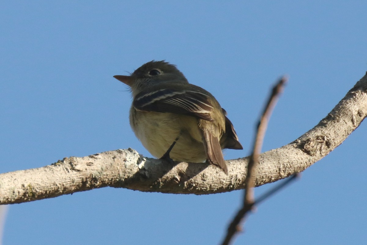Least Flycatcher - Andrew E and Rebecca A Steinmann