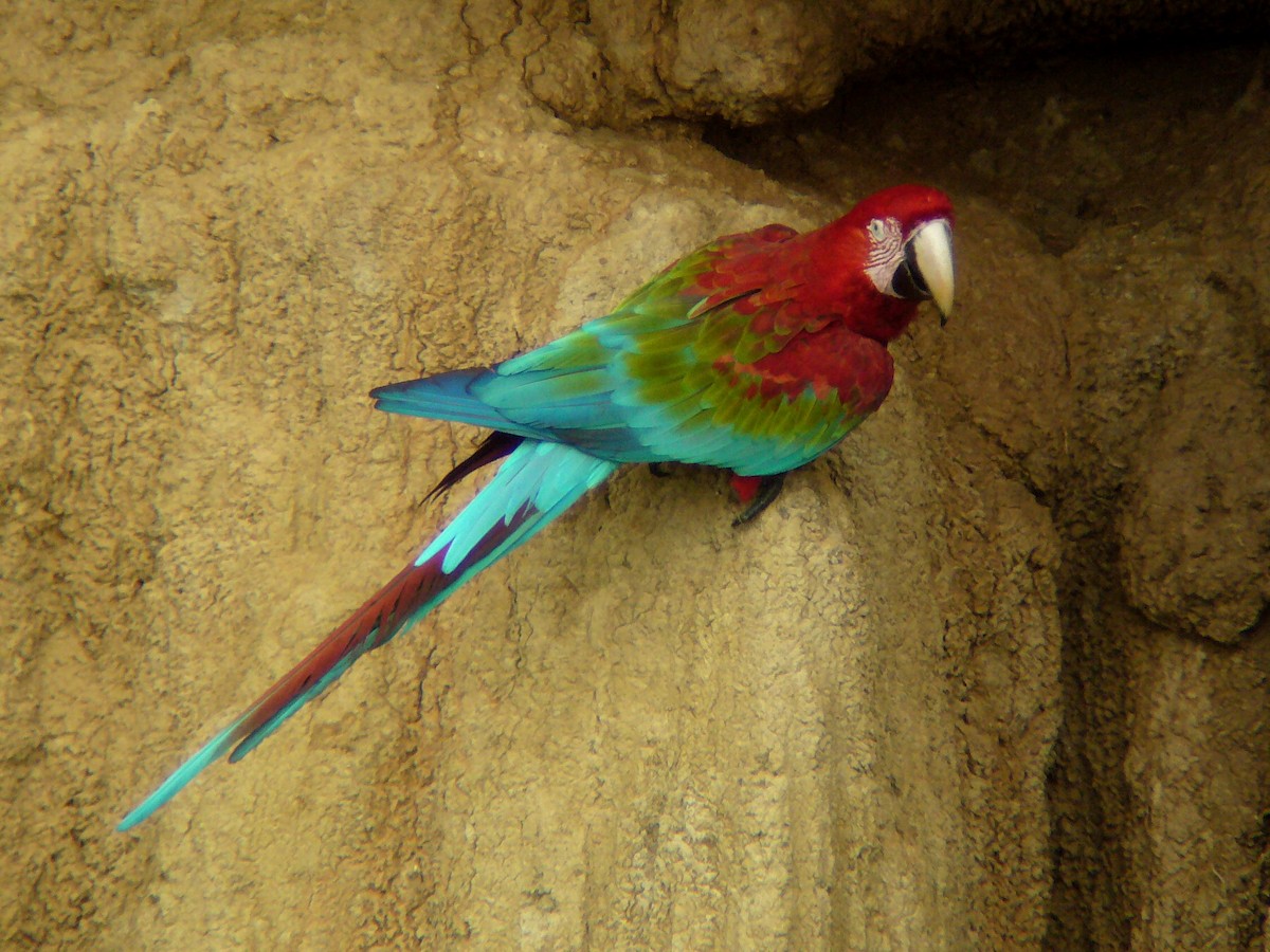 Red-and-green Macaw - Paul Suchanek