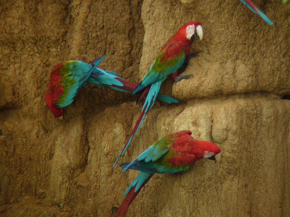 Red-and-green Macaw - Paul Suchanek