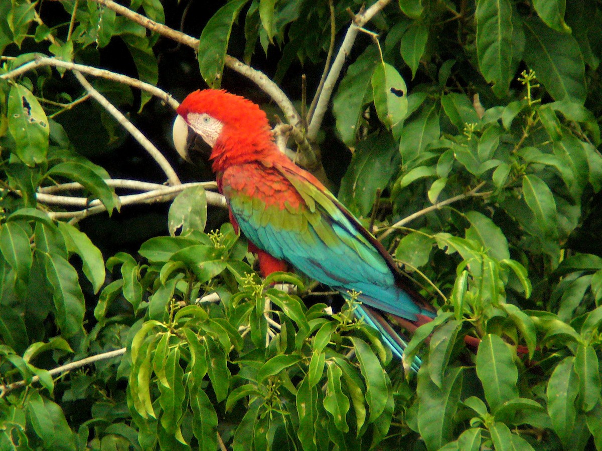 Red-and-green Macaw - ML133118681