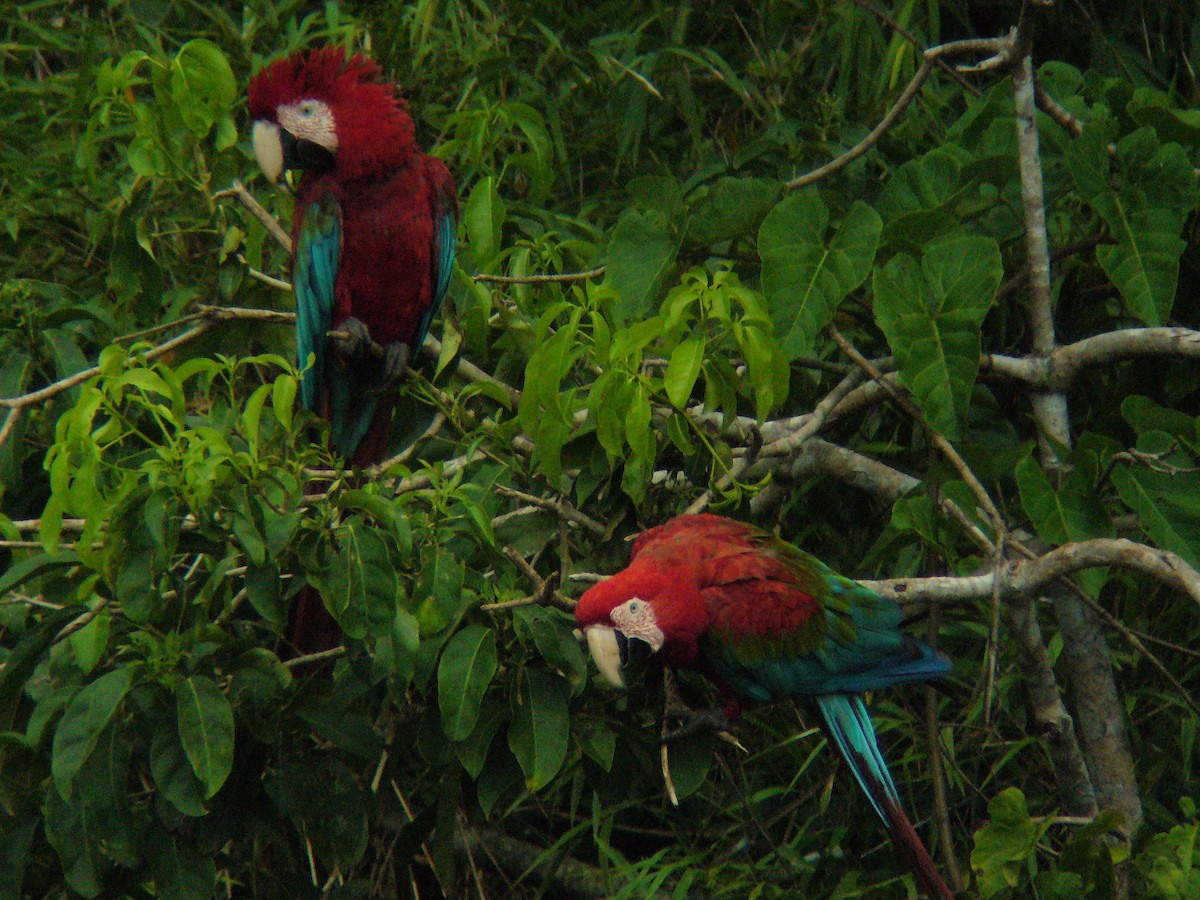 Red-and-green Macaw - ML133118721