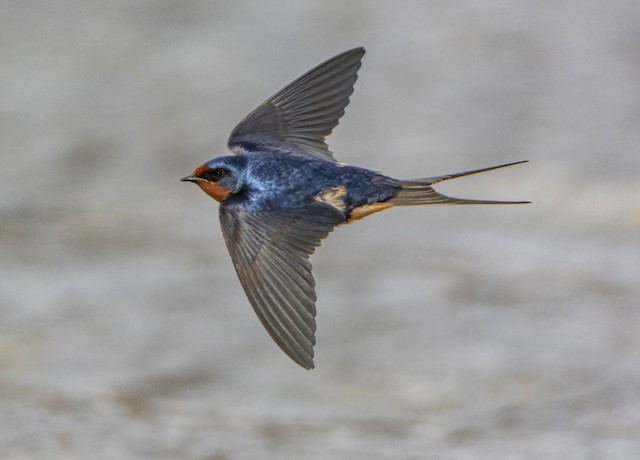 Photos - Barn Swallow - Hirundo rustica - Birds of the World