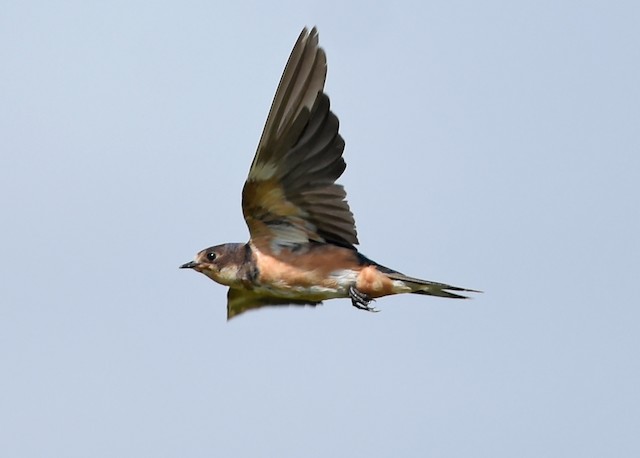Barn Swallow completing Preformative Molt (29 June). - Barn Swallow - 