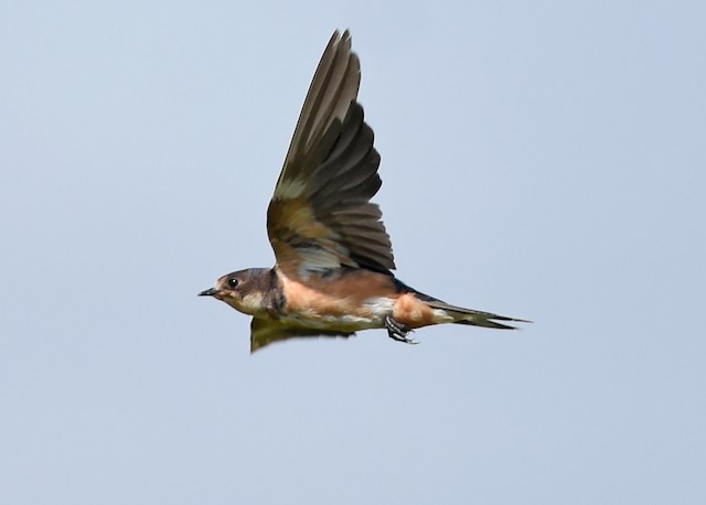 Plumajes, mudas y estructura - Barn Swallow - Hirundo rustica - Birds ...