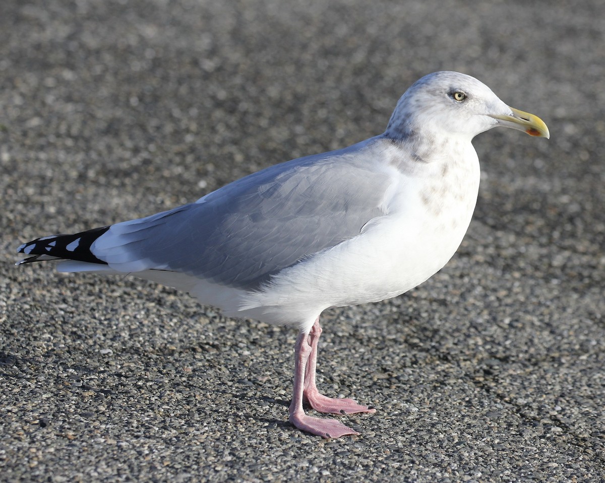 Herring Gull - maxine reid