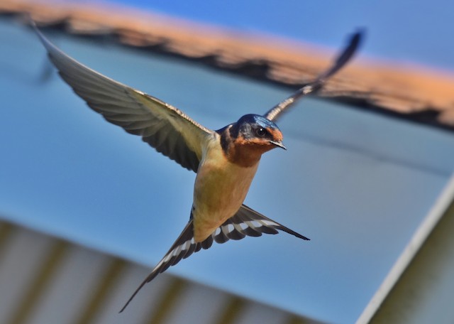 Formative or Definitive Basic male Barn Swallow in flight (29 May). - Barn Swallow - 
