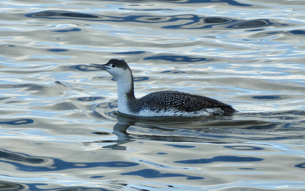 Red-throated Loon - Nancy St. Hilaire