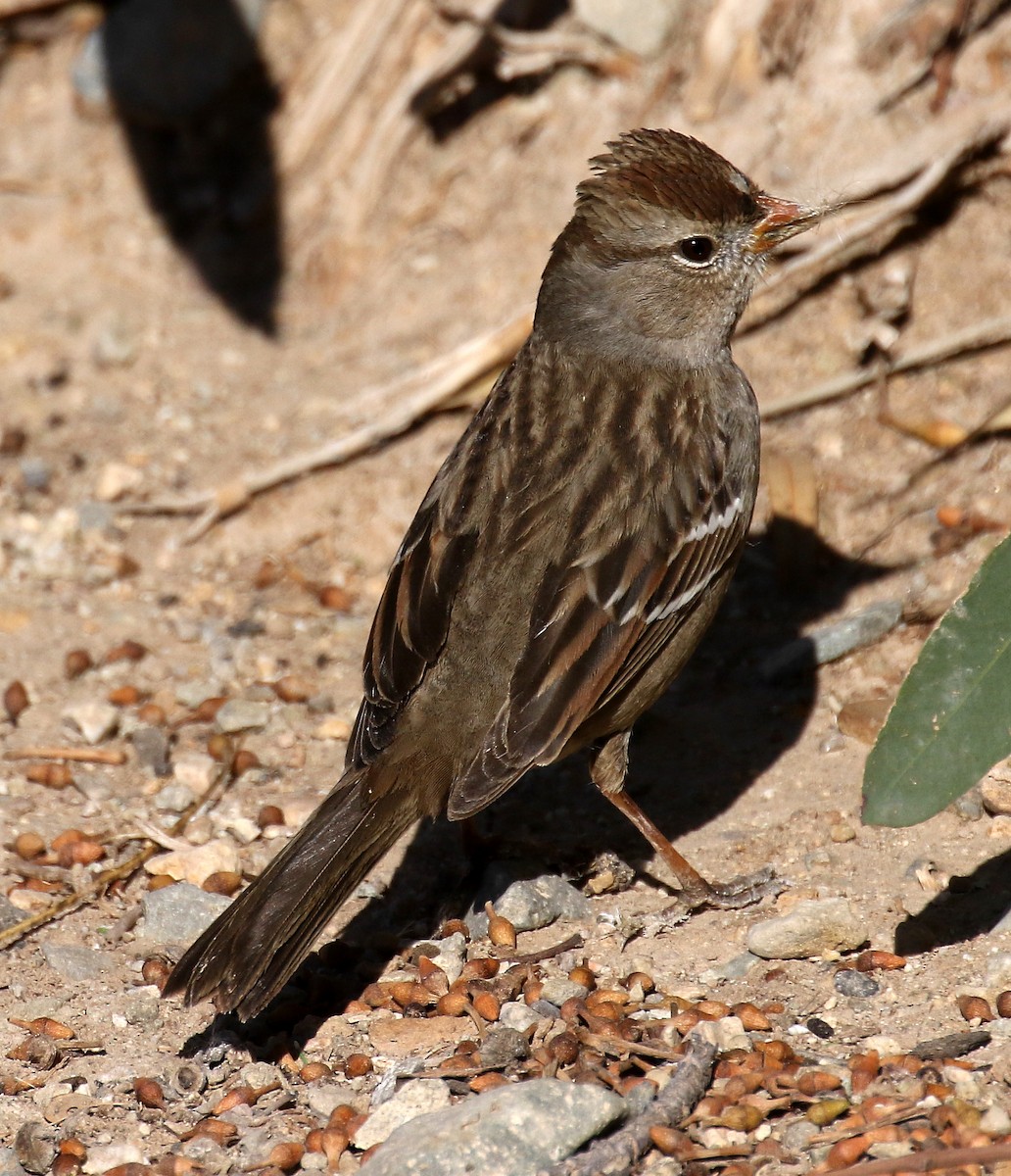 White-crowned Sparrow (Gambel's) - Ed Thomas
