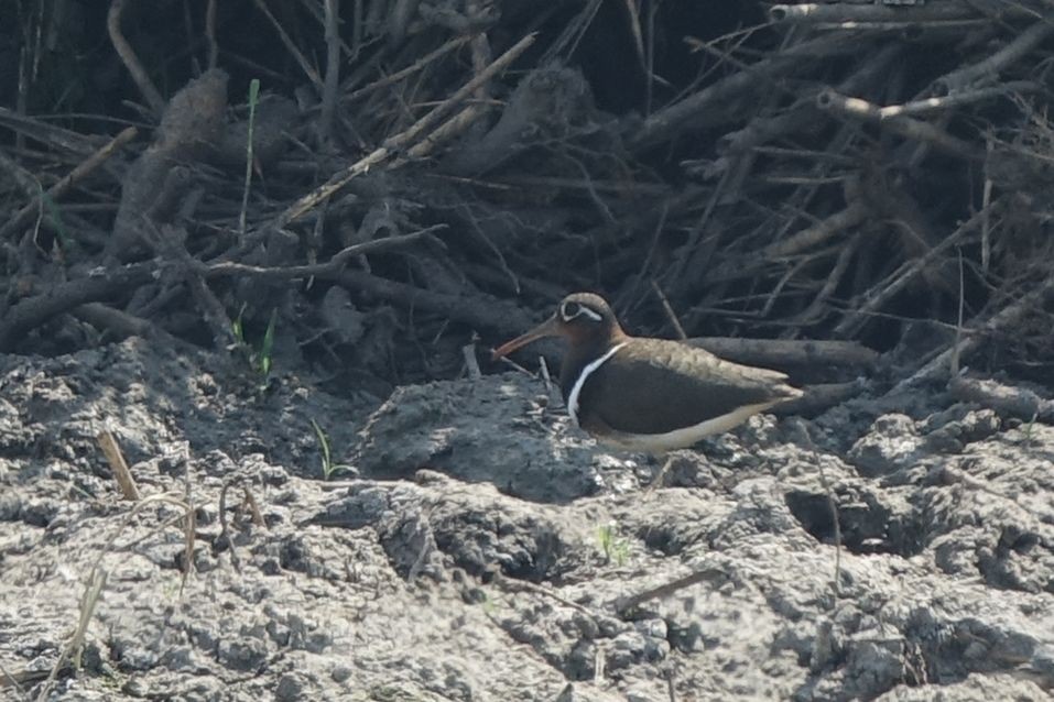 Greater Painted-Snipe - ML133125551