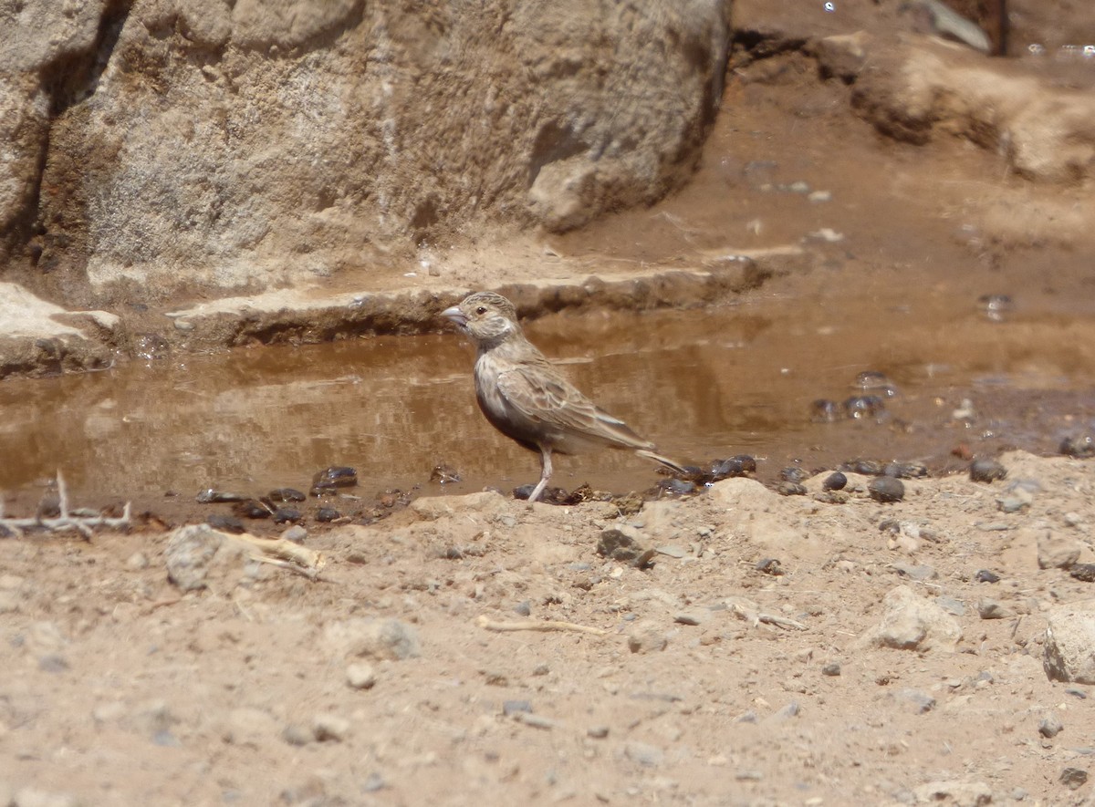 Gray-backed Sparrow-Lark - Bill Crins