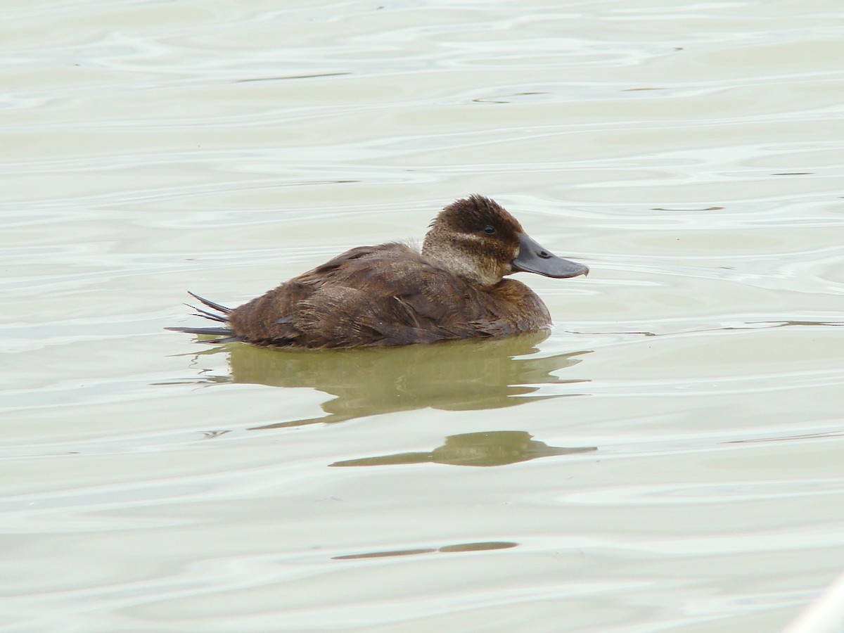 Andean Duck - ML133126391