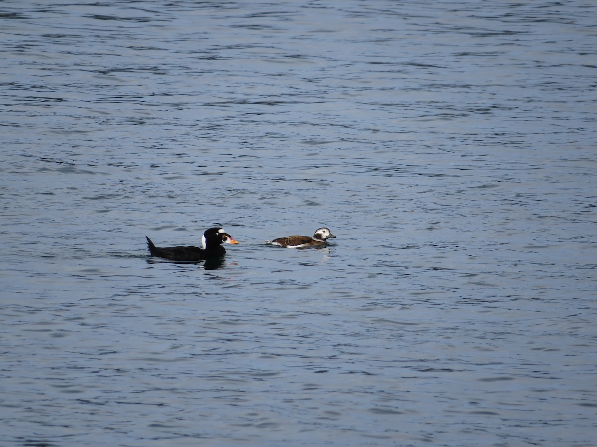 Long-tailed Duck - Neil Bjorklund
