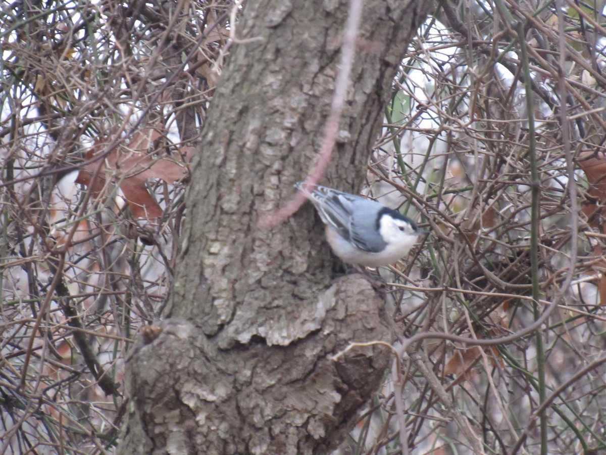 White-breasted Nuthatch - ML133130551