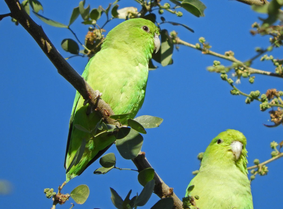 Mexican Parrotlet - ML133131791