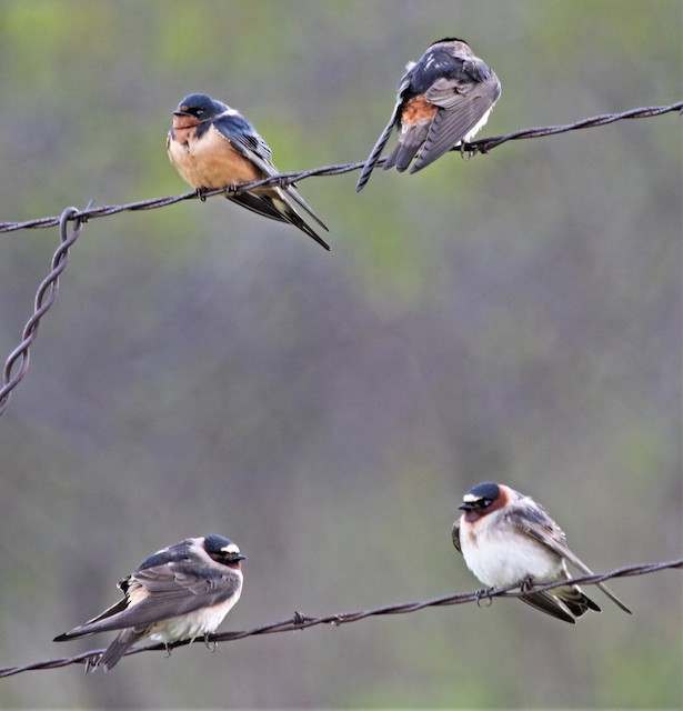 Barn Swallow (upper left) and Cliff Swallows. - Cliff Swallow - 