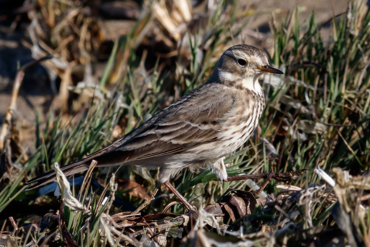 American Pipit (rubescens Group) - Carole Rose