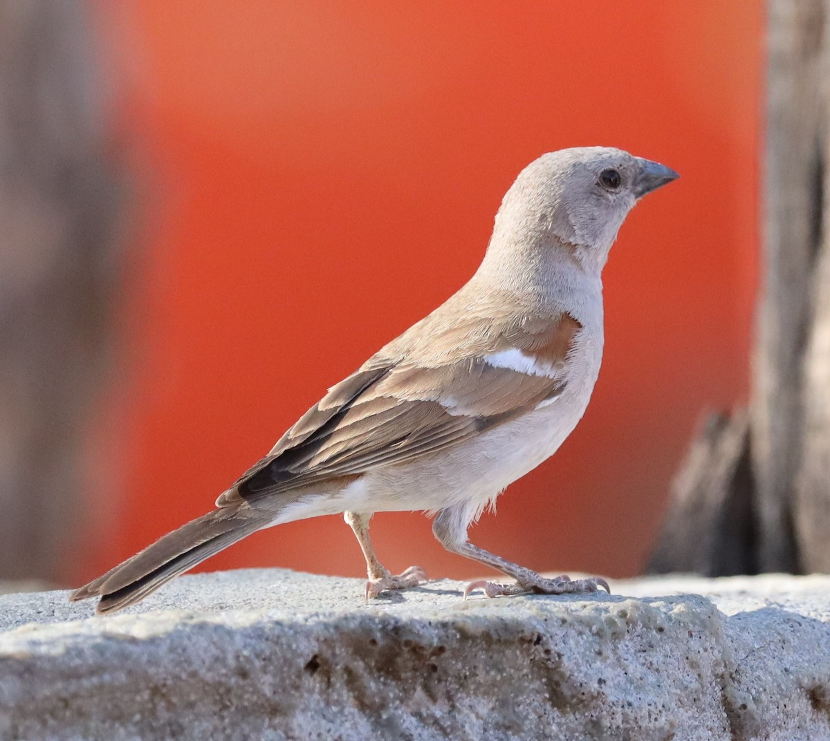 Southern Gray-headed Sparrow - ML133138191