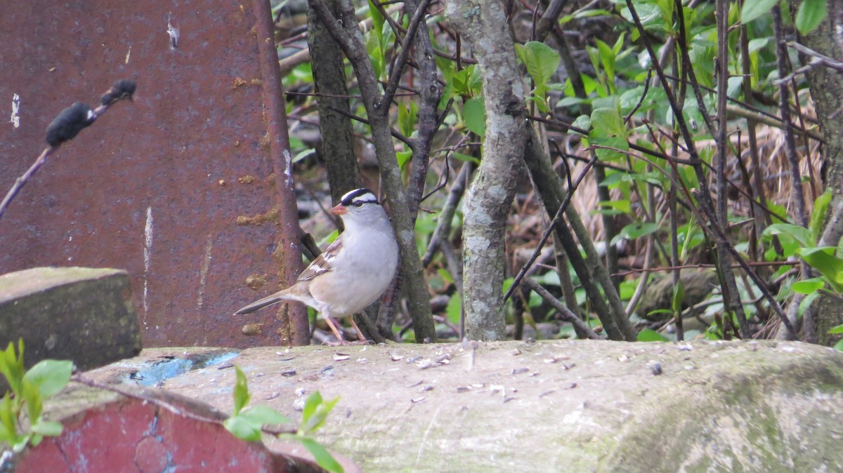 White-crowned Sparrow - Bill Blauvelt