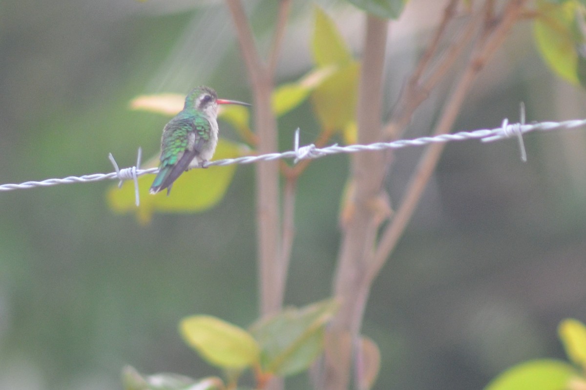 kolibřík lesklobřichý - ML133141411