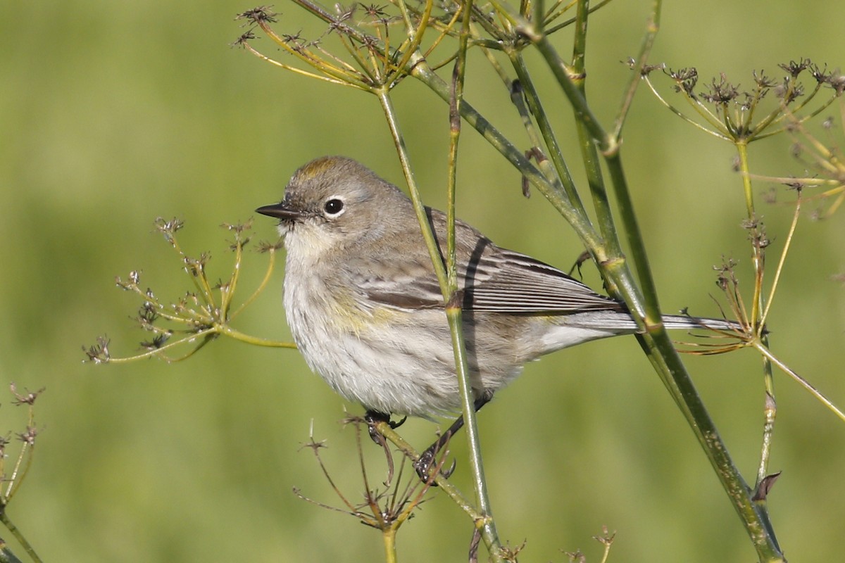 Yellow-rumped Warbler - Donna Pomeroy