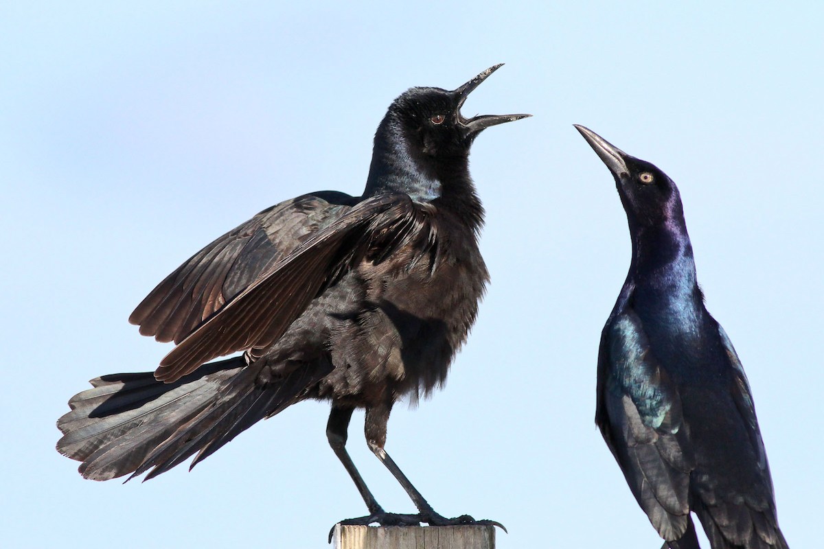 Boat-tailed Grackle - ML133145111