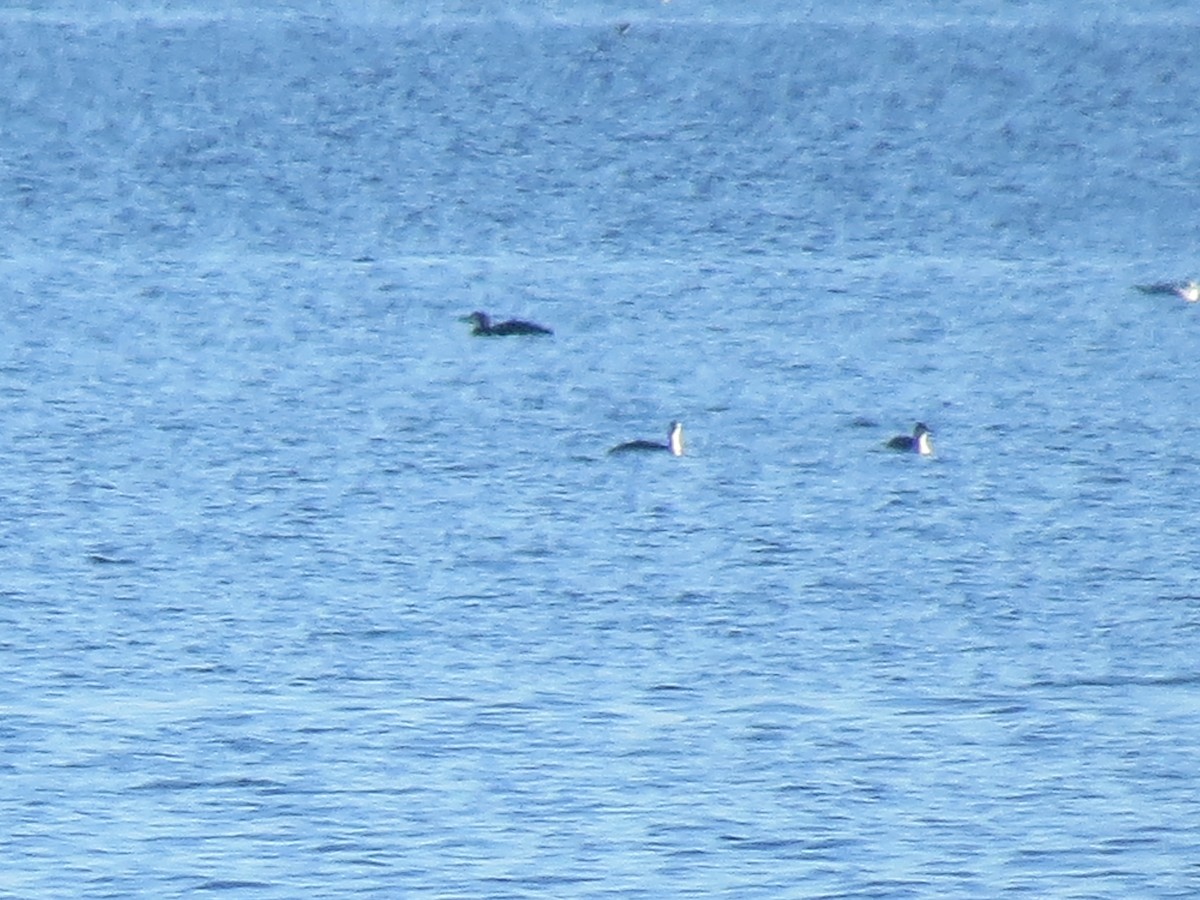 Red-throated Loon - ML133147091