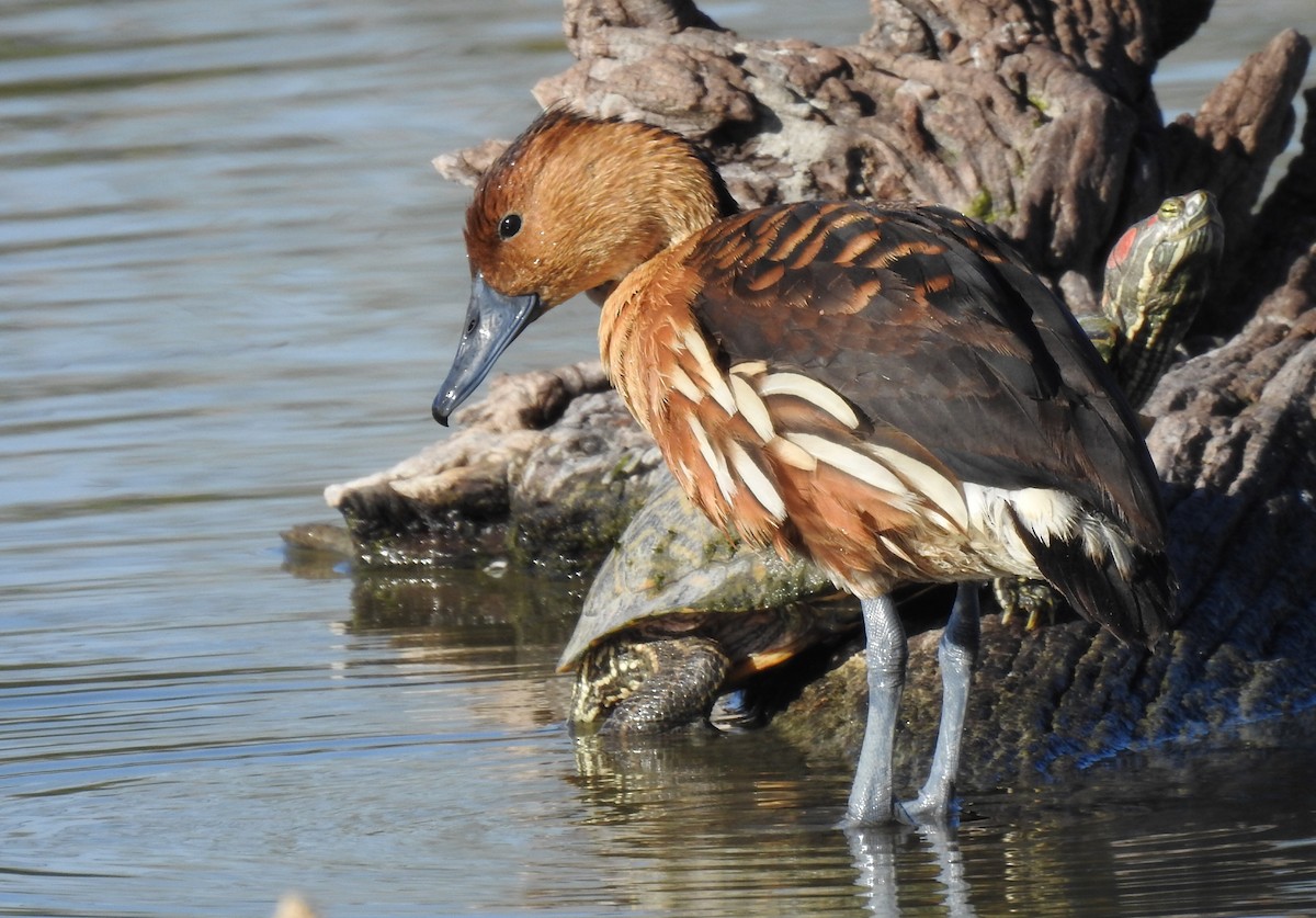 Fulvous Whistling-Duck - ML133148651