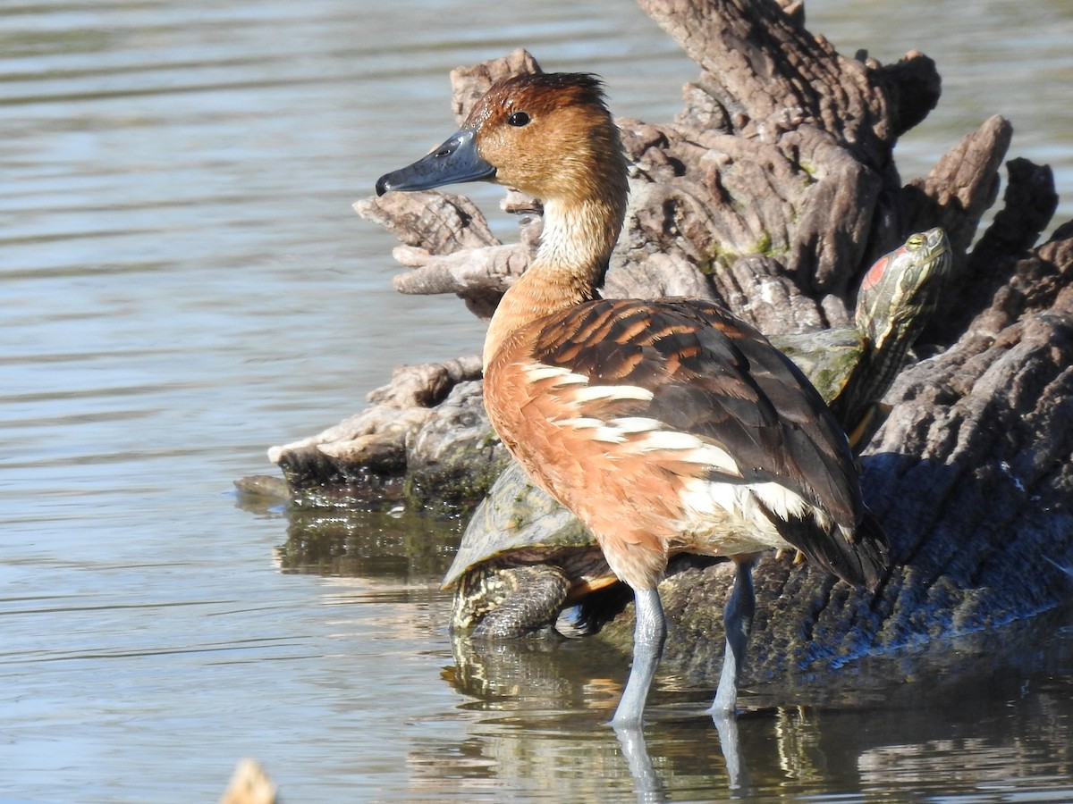 Fulvous Whistling-Duck - ML133148691