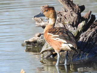 Fulvous Whistling-Duck, ML133148691