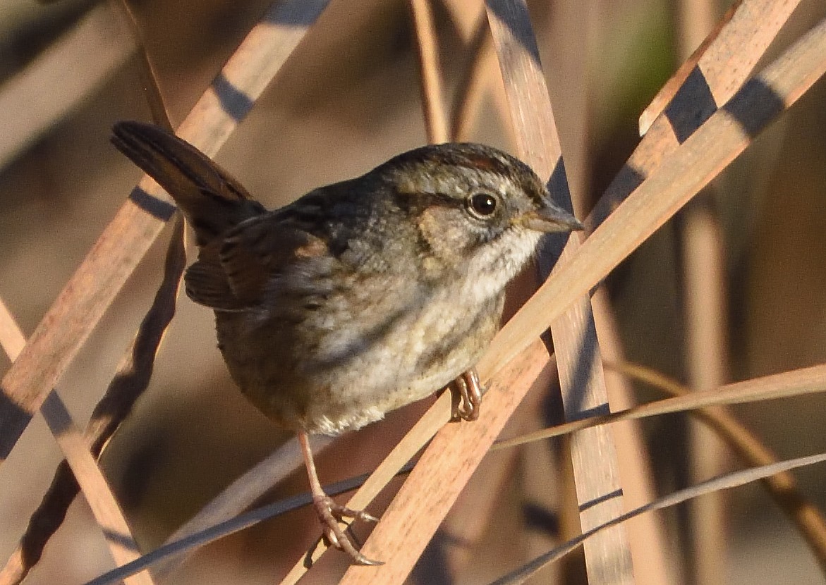 Swamp Sparrow - Jerry Ting