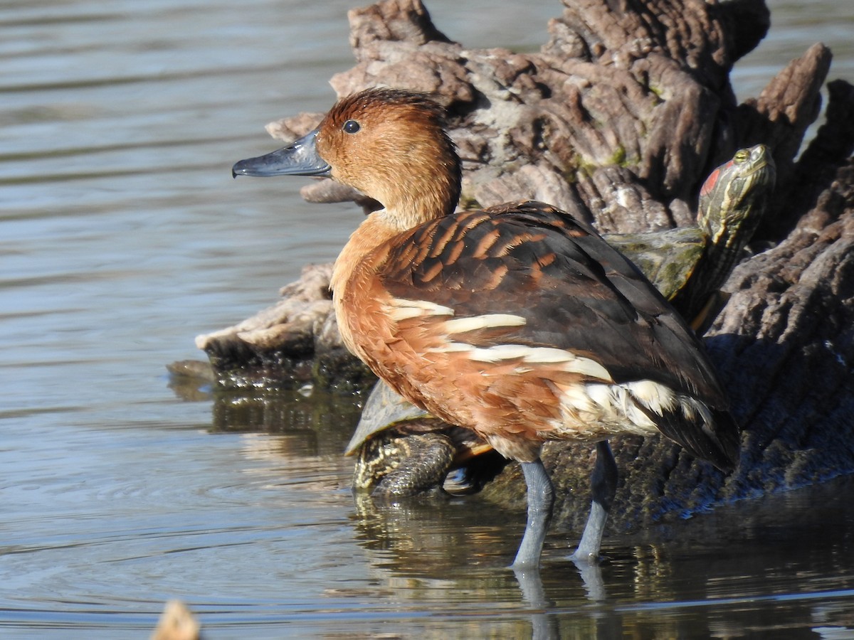 Fulvous Whistling-Duck - ML133148781