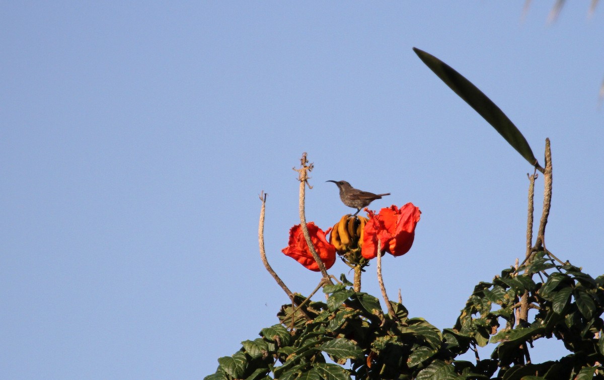 Red-chested Sunbird - ML133149561