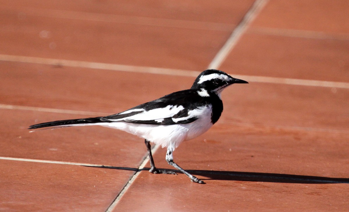 African Pied Wagtail - ML133149631