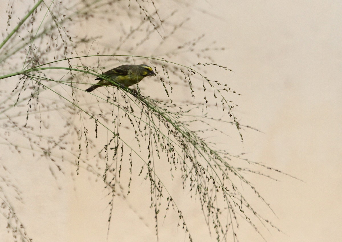 Yellow-fronted Canary - ML133149671