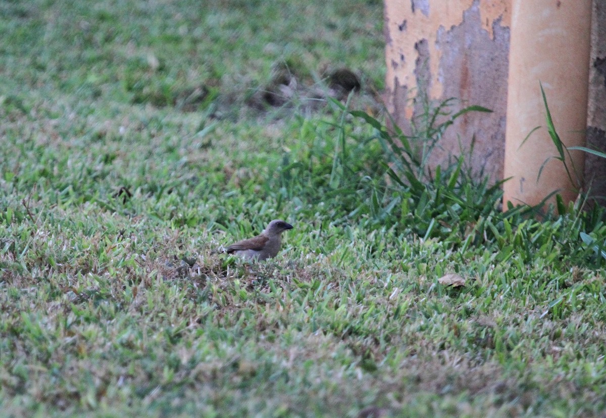 Northern Gray-headed Sparrow - ML133149721