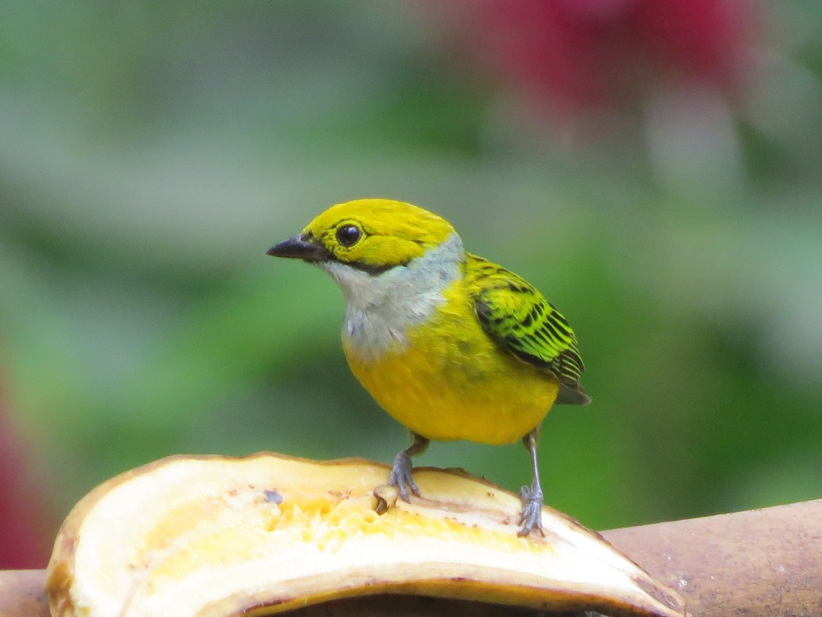 Silver-throated Tanager - ML133150761