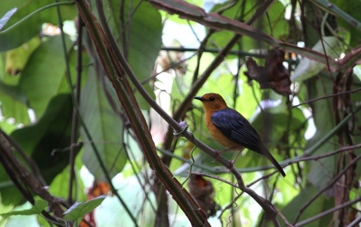 Red-capped Robin-Chat - ML133150771