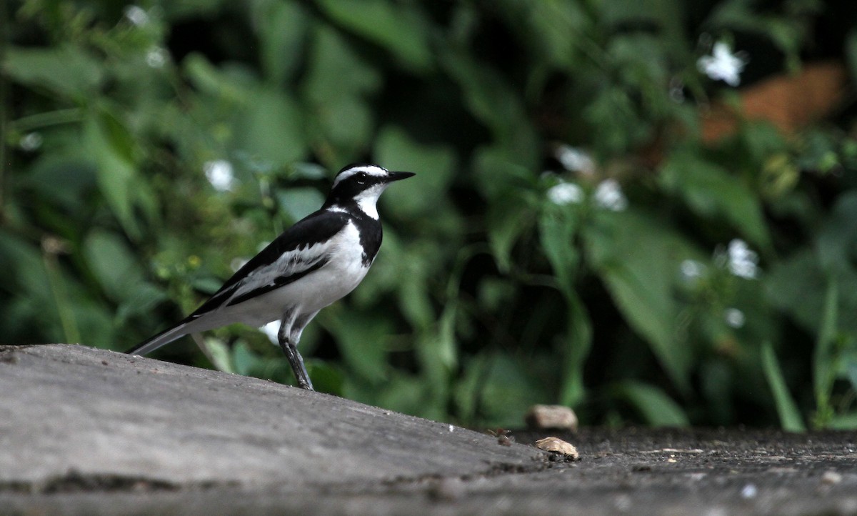 African Pied Wagtail - John Willson