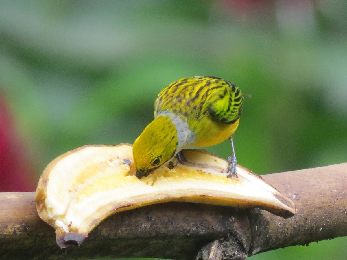 Silver-throated Tanager - Todd Deininger
