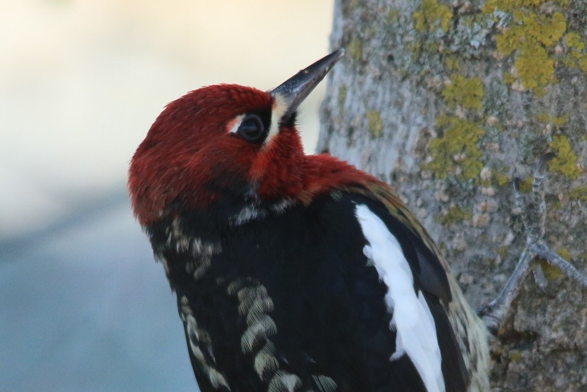 Red-breasted Sapsucker - Michele Swartout