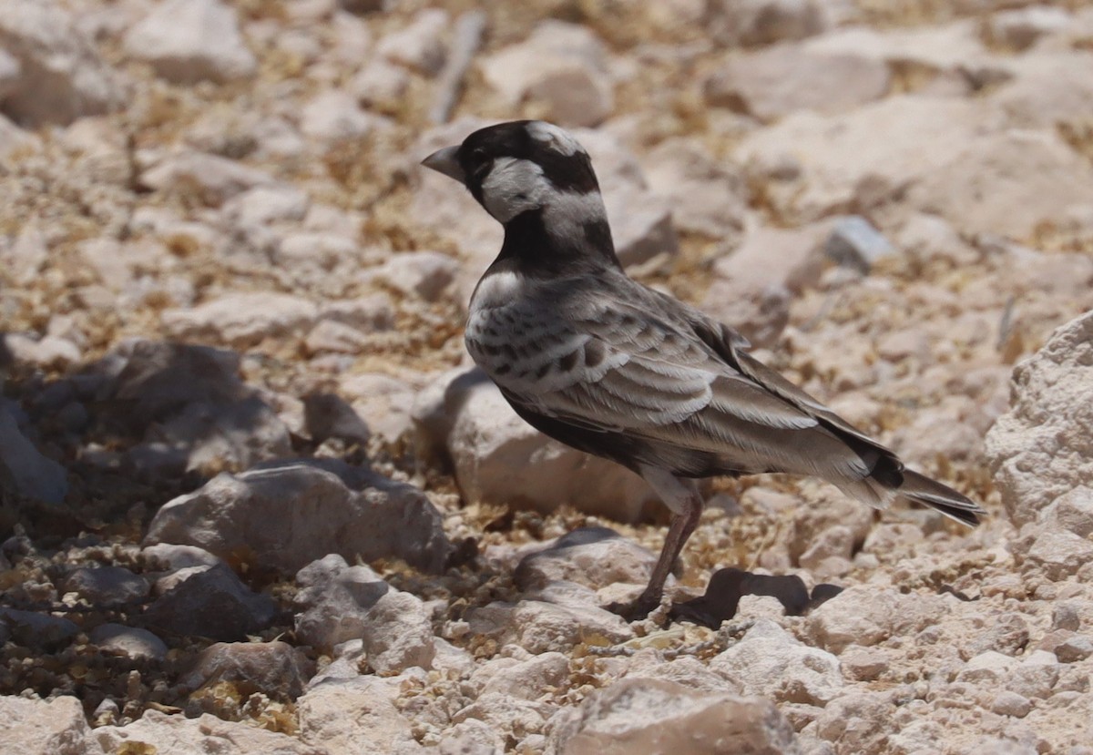 Gray-backed Sparrow-Lark - Adam Kent