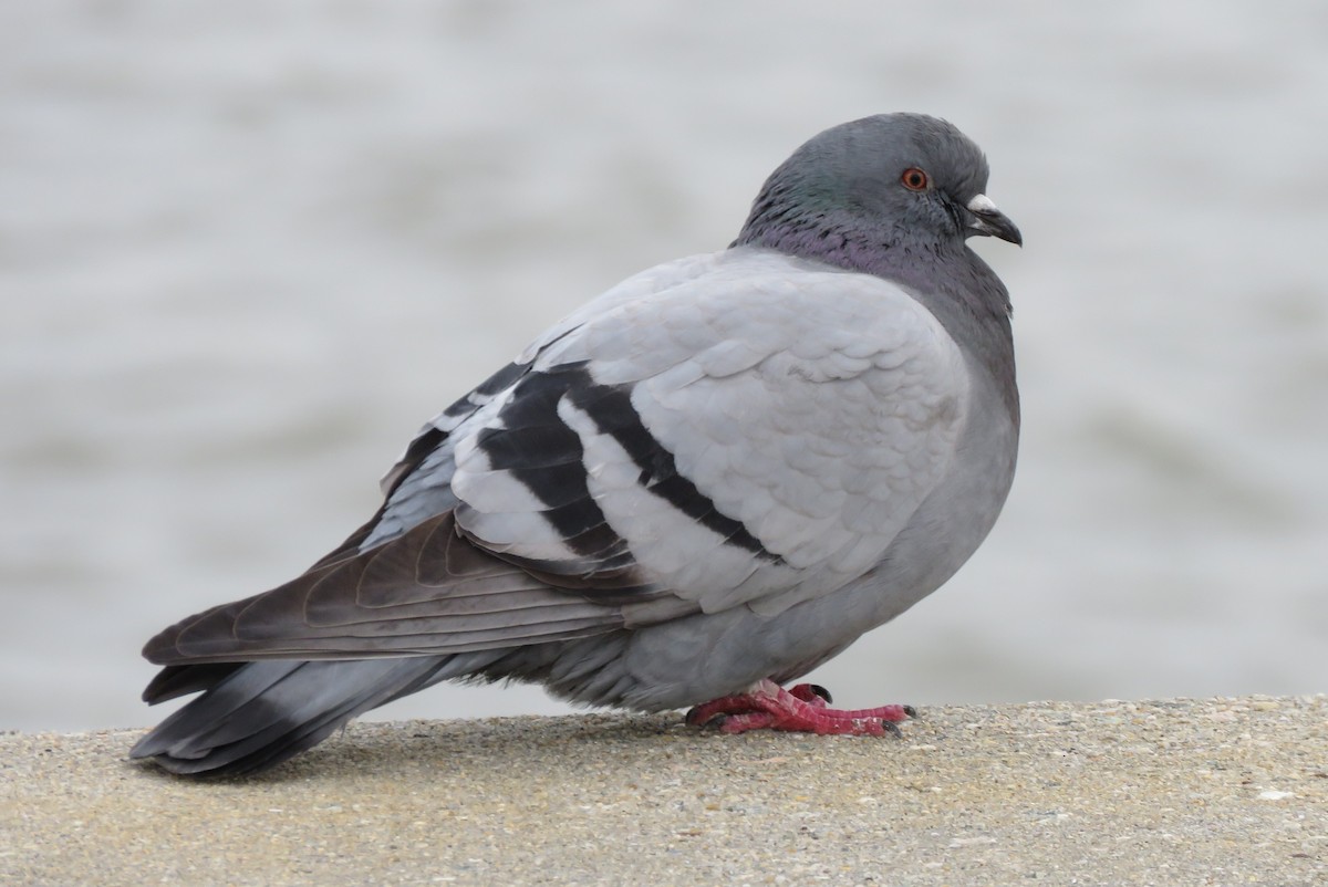 Rock Pigeon (Feral Pigeon) - Richard Cordner