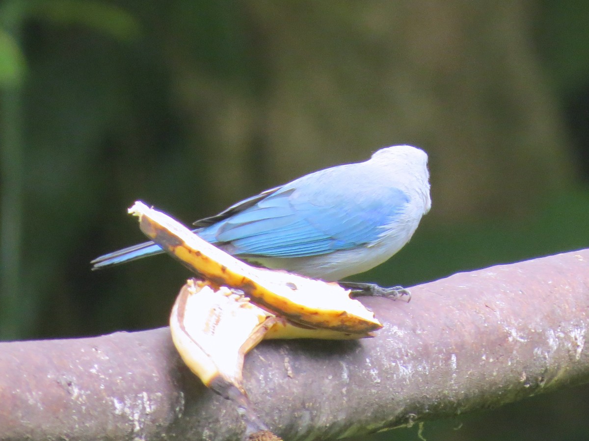 Blue-gray Tanager (Blue-gray) - ML133155361