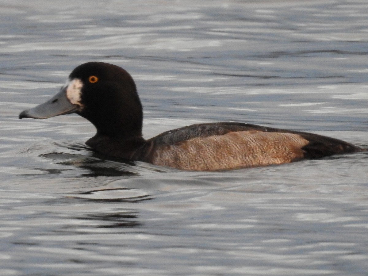 Greater Scaup - ML133156761