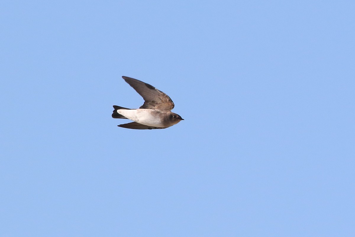 Northern Rough-winged Swallow - ML133157381